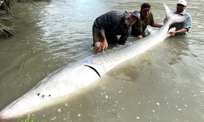 About River Monster Sturgeon Fishing Adventures BC