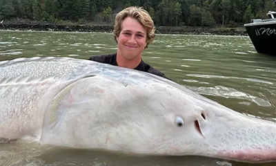 Monster White Sturgeon Fishing Videos In BC